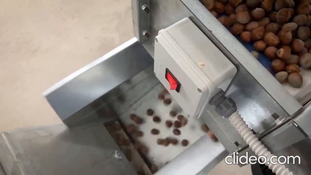 В чем сила? Вкусные и питательные лесные орехи. смотреть онлайн