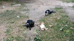 щенки русского спаниеля часть 3 завершаем карантин начинаем гулять