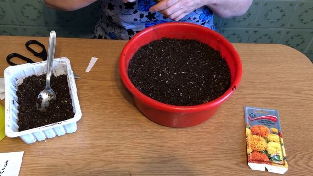 Бархатцы. Посев Бархатцев на рассаду. Сажаем новые сорта бархатцев. смотреть онлайн