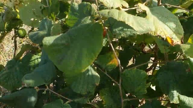 Сорт Гетманский фундук 2023г смотреть онлайн