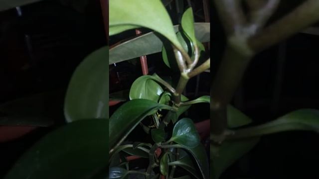 Пеперомия туполистная гүлім смотреть онлайн