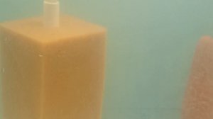 Дискусы. Празиквантел или хлорамин, что лучше?