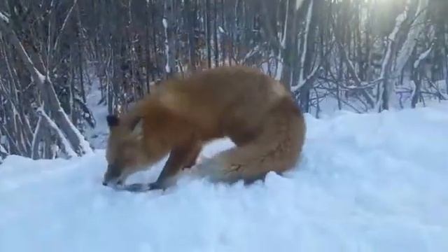 Север Сахалина смотреть онлайн