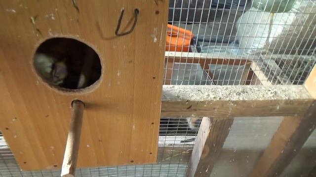 Морские свинки, Кареллы, размножение. смотреть онлайн