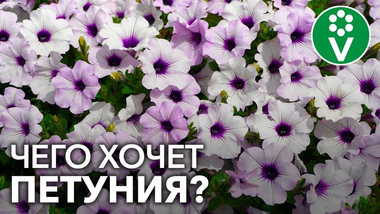 Подкормите петунию так и ПЫШНОЕ ЦВЕТЕНИЕ обеспечено!