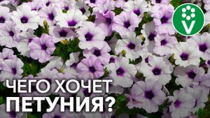 Подкормите петунию так и ПЫШНОЕ ЦВЕТЕНИЕ обеспечено!