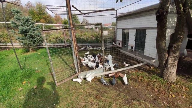 Продолжение 17 Октября как я загоняю голубей смотреть онлайн