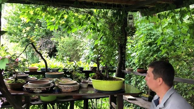 Бонсай горшки. Часть вторая смотреть онлайн