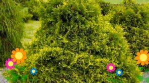 Туя западная Столвик. Краткий обзор, описание характеристик thuja occidentalis Stolwijk