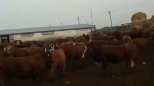 Тёлочки Калмыцкие. Быки и коровы. Продажа. КРС. МЭЦ. КФХ.