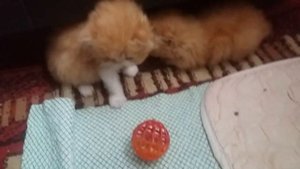 как приучить котенка к рукам