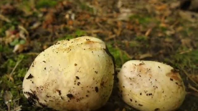 Kořenovec žlutavý - Rhizopogon luteolus смотреть онлайн