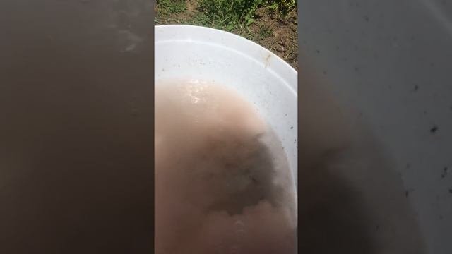 ФАСОЛЬ взошла!первая подкормка весенняя!!!