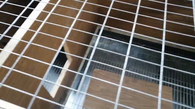 Кролики порода серебро смотреть онлайн