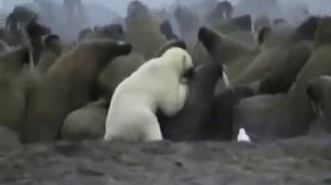 Бои животных Белый медведь vs моржи
