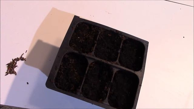 How to Start/Grow Tall Coreopsis from Seed (Coreopsis Tripteris) смотреть онлайн