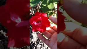 Роза Чамплейн.Первогодка.