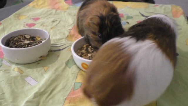 Как едят новый корм морские свинки? смотреть онлайн