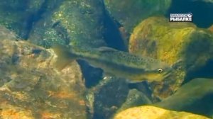 СИМА. О чём молчат рыбы 103 Oncorhynchus masou