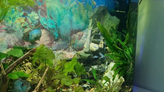 Аквариум с рыбками и пескопадом 120 литров. смотреть онлайн