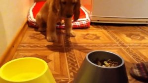 Щенок английского кокер-спаниеля. Тренируем выдержку. Отрабатываем команду "дай".