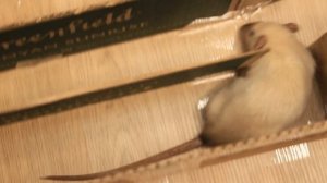 ЛАБИРИНТ ДЛЯ КРЫС СВОИМИ РУКАМИ ИЗ КАРТОНА! / КАК СДЕЛАТЬ ЛАБИРИНТ ДЛЯ КРЫС? / КРЫСЫ В ЛАБИРИНТЕ!