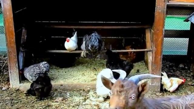 Бархатцы и ноготки курам несушкам и цыплятам