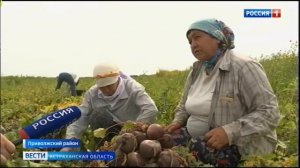 Астраханские овощи для борща: начиная с грядки и заканчивая рынком