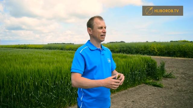 Озима пшениця  Зараження септоріозом, фузоріозом колосу