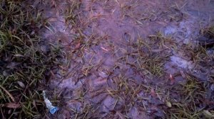 Почему вербу нельзя сажать возле пруда