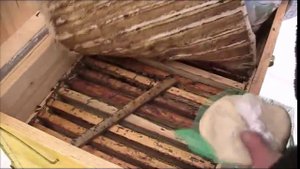 ПОДКОРМКА ПЧЁЛ КАНДИ