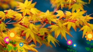 Клен дланевидный Катсура. Краткий обзор, описание характеристик acer palmatum Katsura