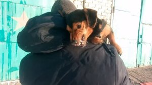 Собака защищает своего хозяина.