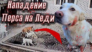 Персик НАПАЛ на старенькую Ледиу нее началось кровотечение