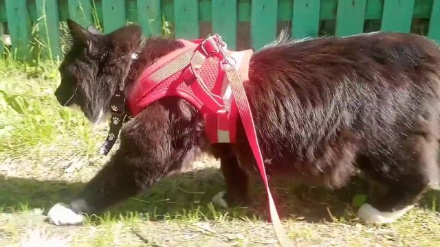 Поводок для кошки . Gps трекер. Прогулка #2 смотреть онлайн