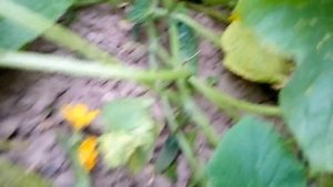 Посадка совмещенная огурцов и кукурузы—хорошее решение.