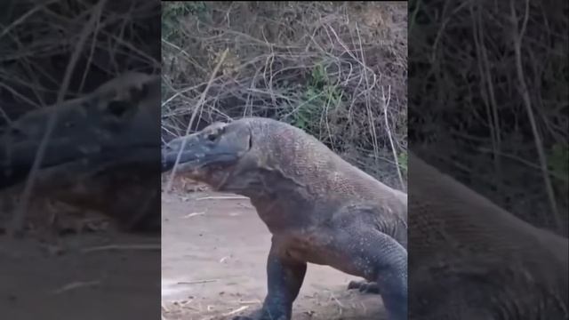 Выживает сильнейший