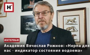 АКАДЕМИК ВЯЧЕСЛАВ РОЖНОВ: «НЕРПА ДЛЯ НАС ― ИНДИКАТОР СОСТОЯНИЯ ВОДОЕМА»