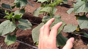 Огуречная мозаика на огурце. Меры борьбы.Лечение.