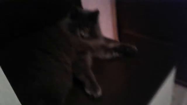 Жизнь кота #37 : Барсик скидывает вещи с тумбы смотреть онлайн