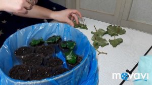 БЕГОНИЯ ЭЛАТИОР. РАЗМНОЖЕНИЕ ЛИСТАМИ, черенкование листочка, укоренение бегонии