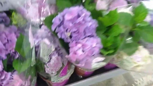 Новинки в Леруа Мерлен 1.08.2022??✔️шпажки , клей - бедные кактусы? смотреть онлайн