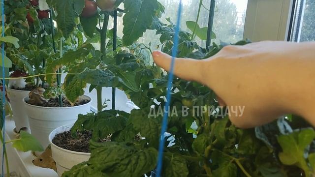 Обзор Огорода на Балконе 2022, Часть1. Богатый Урожай Помидор в Городской Квартире.