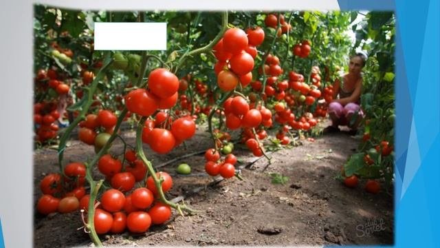 Скороговорка для автоматизации звука [Р]