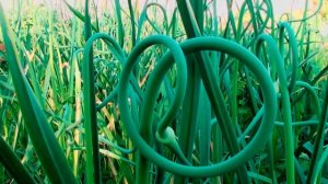 ЗОЛА  - СУПЕР ПОДКОРМКА ДЛЯ ЧЕСНОКА ЛЕТОМ