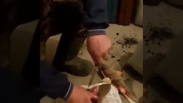 Как правильно чистить Окуня смотреть онлайн