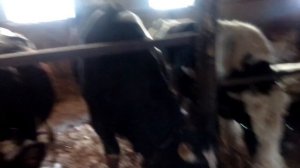 откорм быков доход с быка в месяц