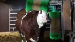 Корова моется сама. Зачем изобрели коровомойки!?!