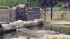 Сеул,Seoul Zoo 2,бегемот