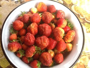 Очень урожайная клубника "Королева Елизавета"